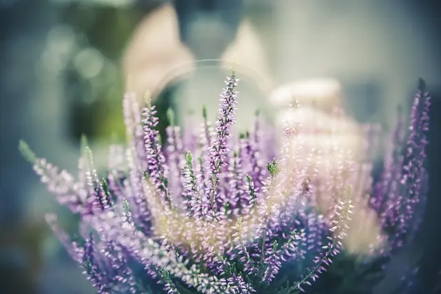 Cómo crear un jardín aromático: consejos y plantas esenciales