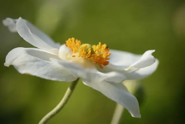 Cómo elegir las plantas adecuadas para tu jardín