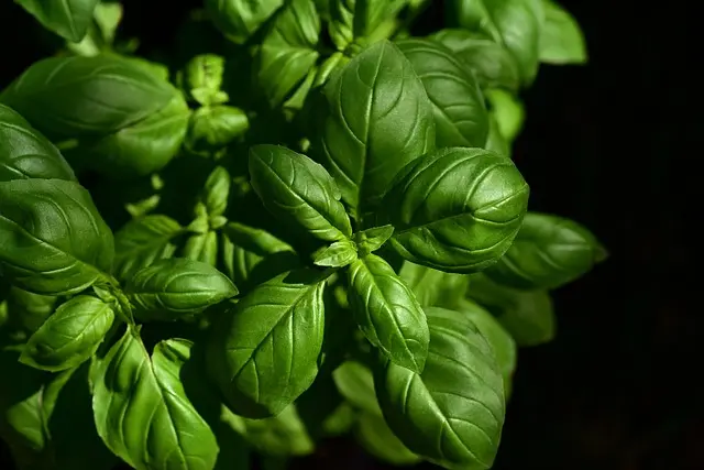 Cómo diseñar un jardín aromático: pasos y beneficios