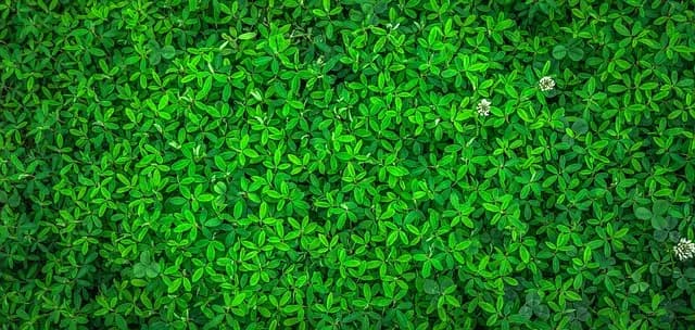 10 plantas ideales para un jardín sostenible