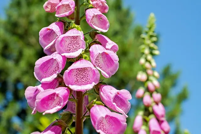 Cómo hacer un jardín vertical en casa: guía práctica