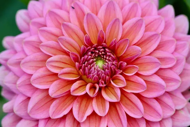 Cuidados esenciales para mantener flores perennes en tu jardín