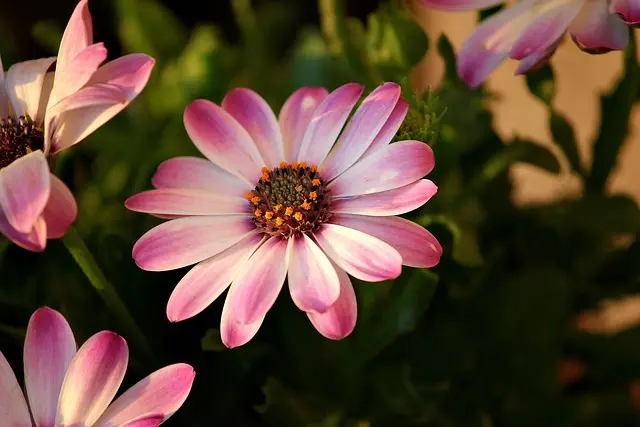 Cómo mantener un jardín vibrante durante todo el año