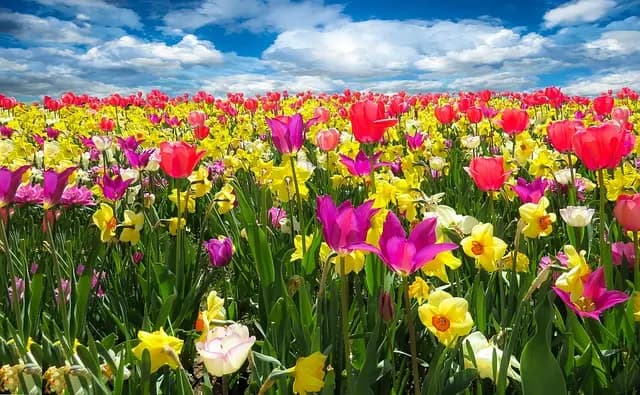 Cómo cultivar flores silvestres: guía práctica y consejos clave