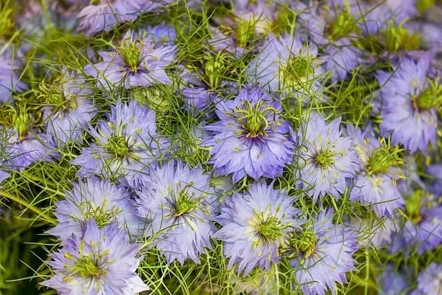 Beneficios de cultivar flores silvestres en tu jardín