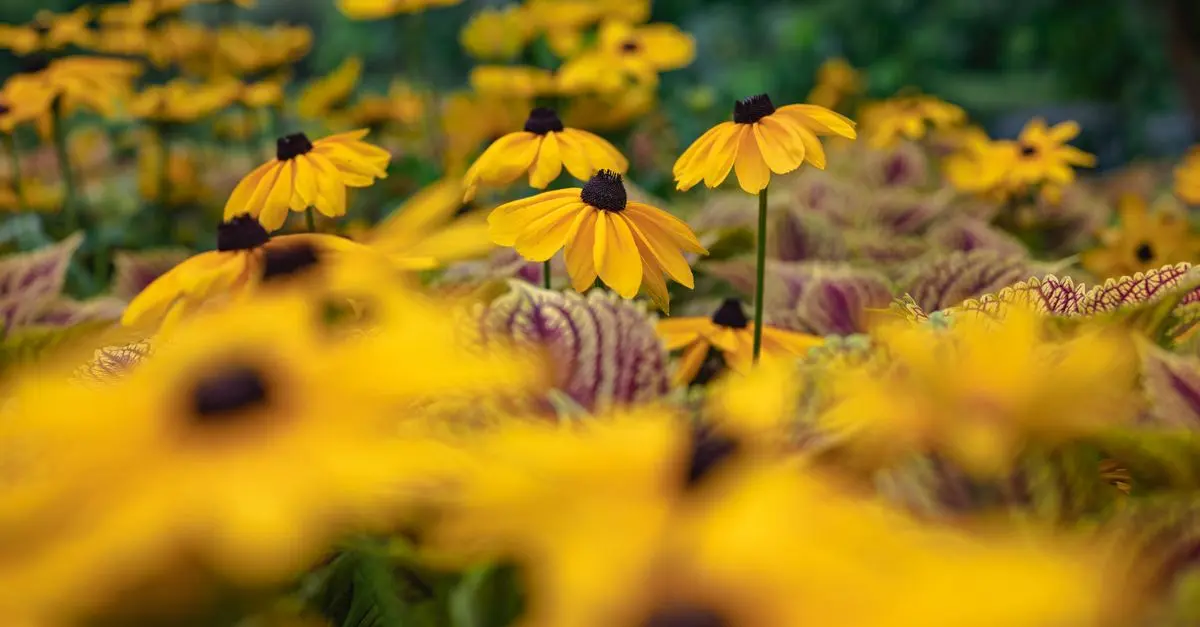 Cómo elegir las mejores plantas para un jardín sostenible