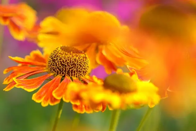 Cómo elegir las plantas ideales para tu jardín de flores