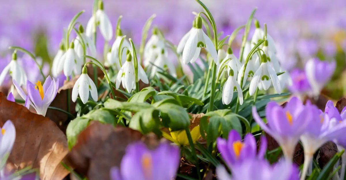 Cómo cultivar un jardín de flores silvestres paso a paso