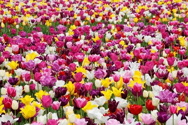 Cómo cultivar un jardín de flores silvestres: guía práctica