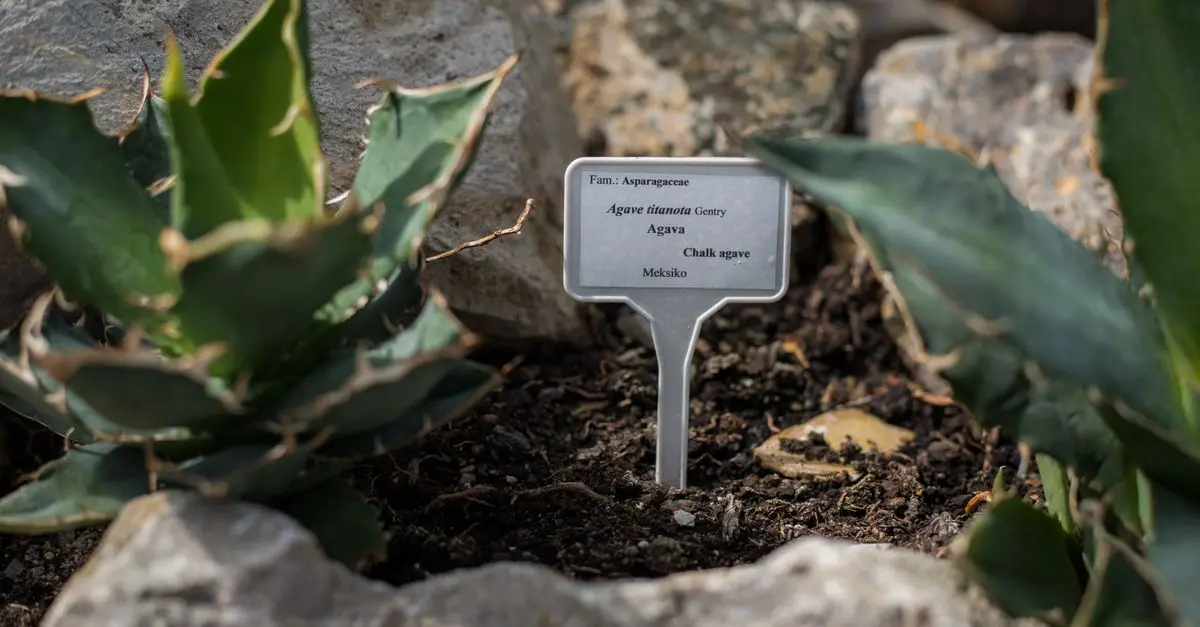 Cómo diseñar un jardín sostenible: pasos y consejos clave