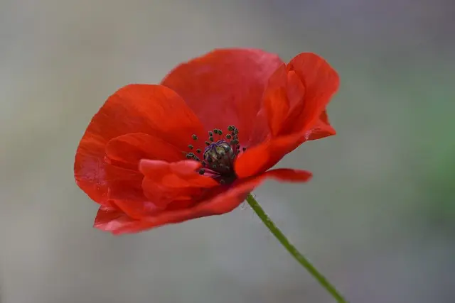 Cómo cultivar un jardín de flores silvestres en casa: guía práctica