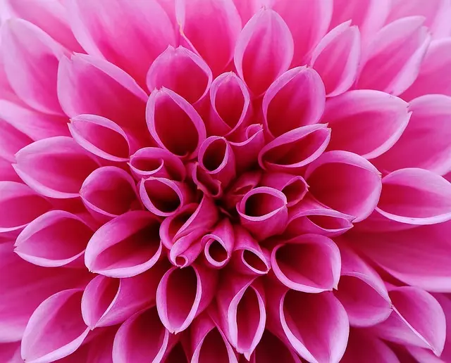 Cómo diseñar un jardín con flores silvestres: guía práctica