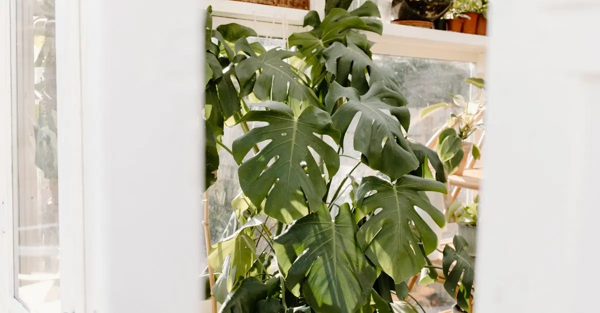 Cómo cultivar plantas en casa: consejos esenciales