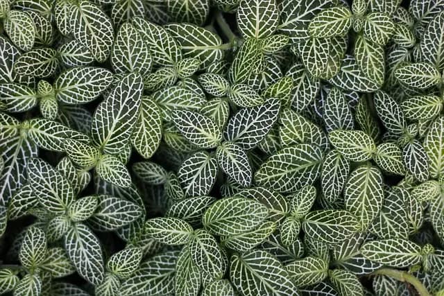 Cómo hacer un jardín vertical: pasos y beneficios