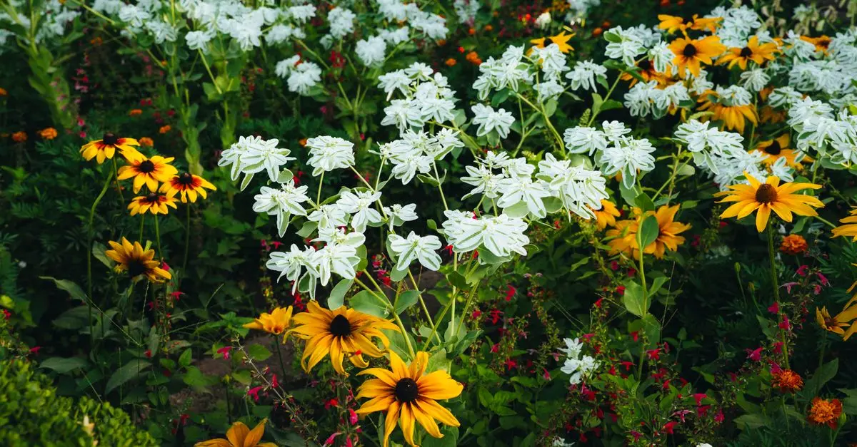 Cómo elegir las mejores plantas para tu jardín
