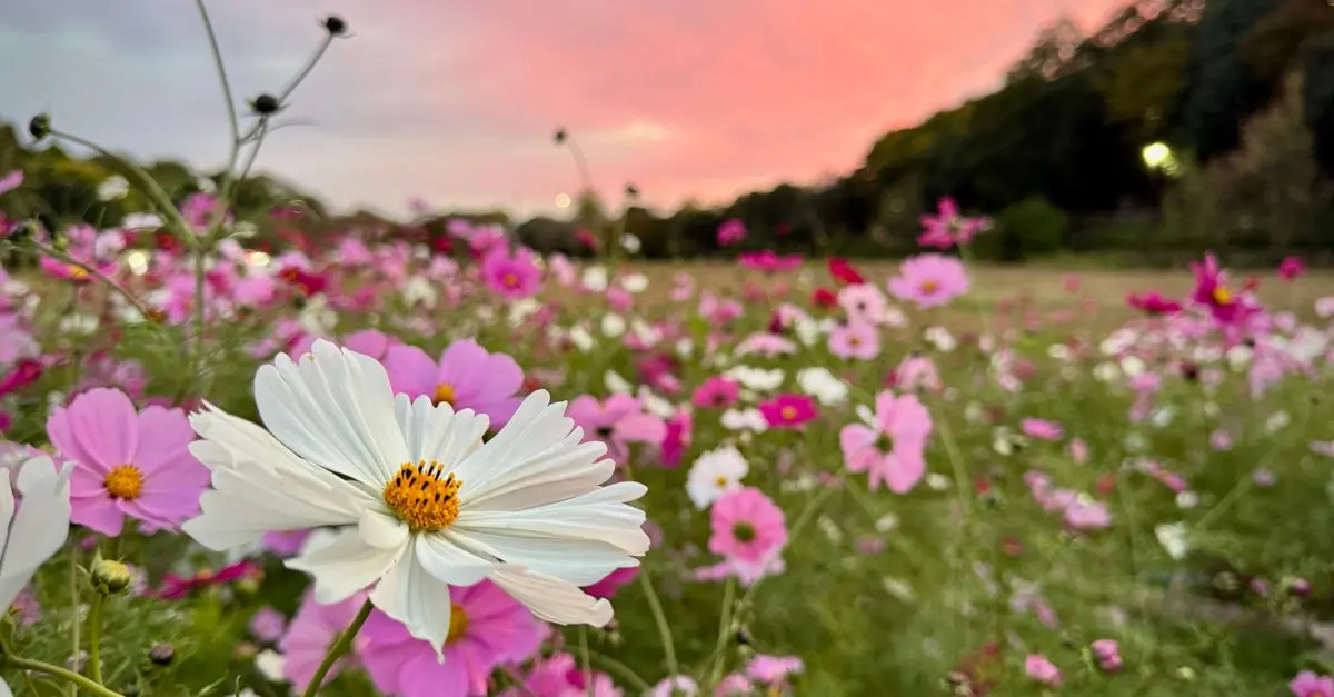 Cómo crear un jardín de flores silvestres: guía práctica