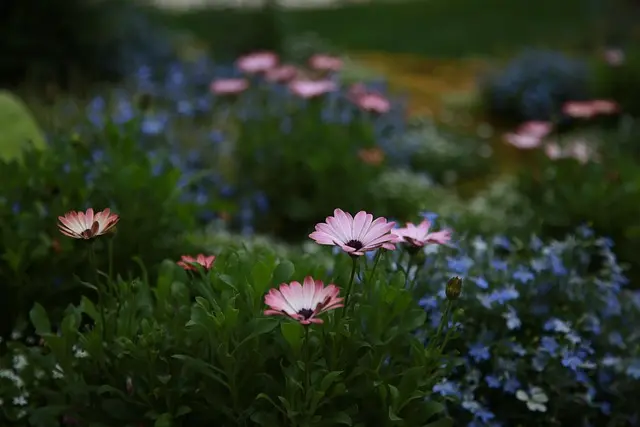 Cómo cultivar flores silvestres en tu jardín: guía completa