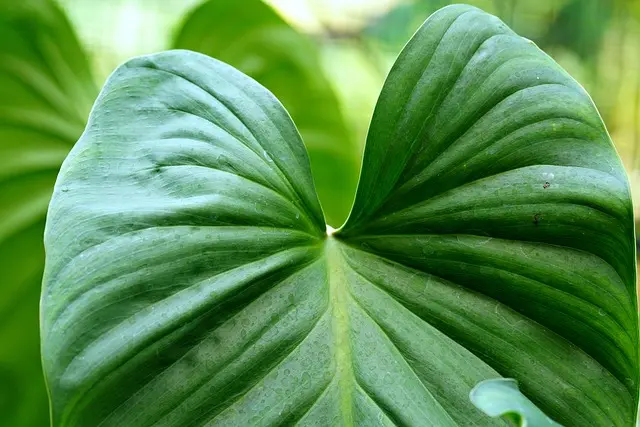 Cómo elegir las plantas ideales para un jardín sostenible