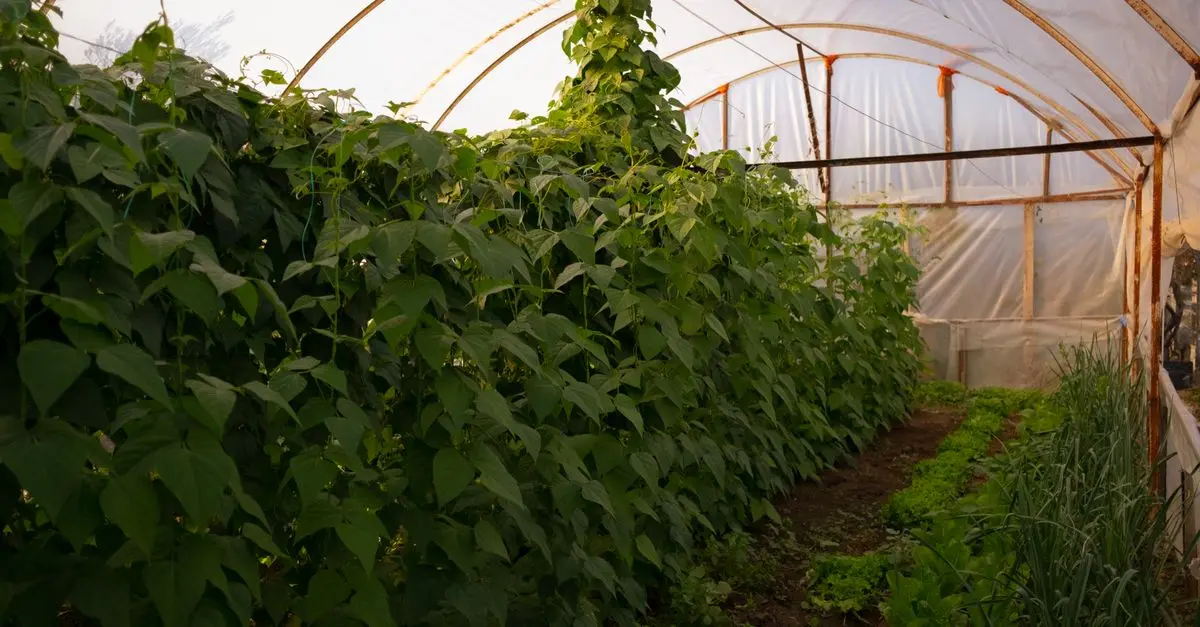 Guía para un jardín sinérgico: permacultura en práctica