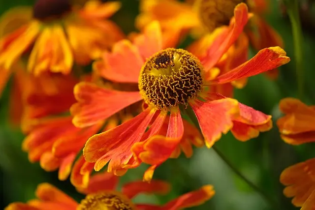 Cómo cultivar un jardín de flores silvestres: guía completa