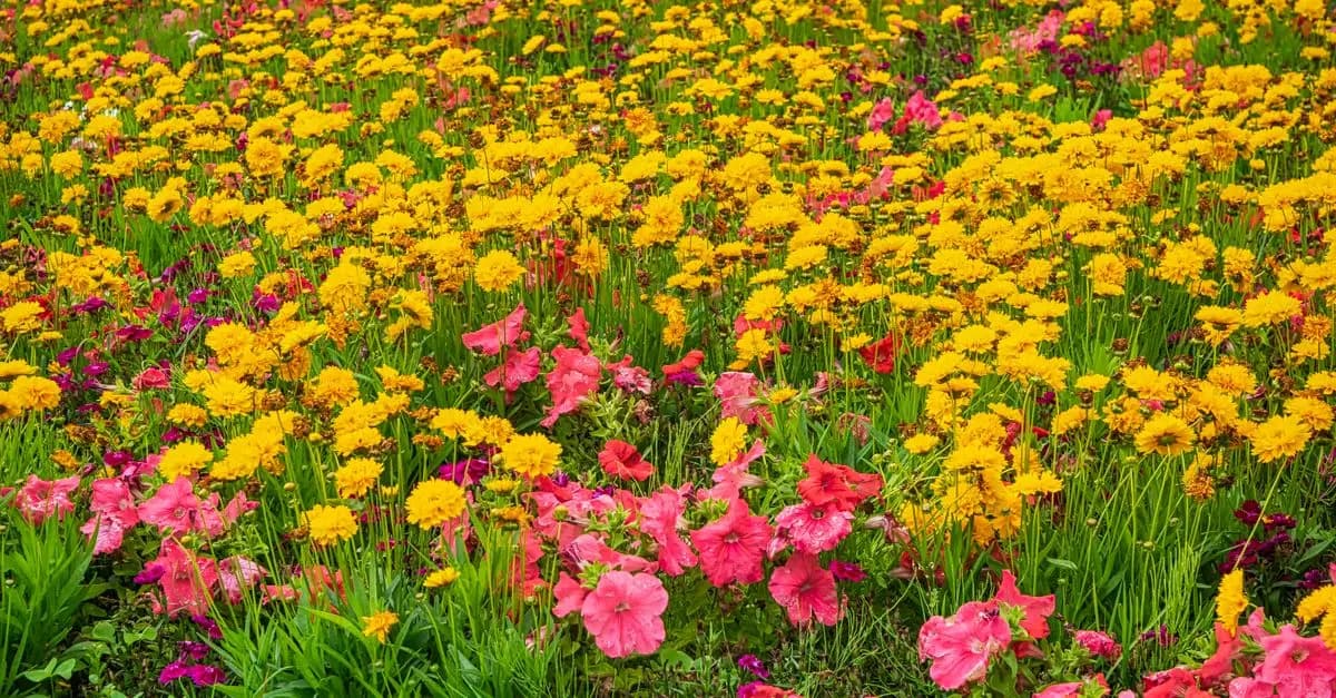 Cómo cuidar tus flores durante todo el año: consejos esenciales
