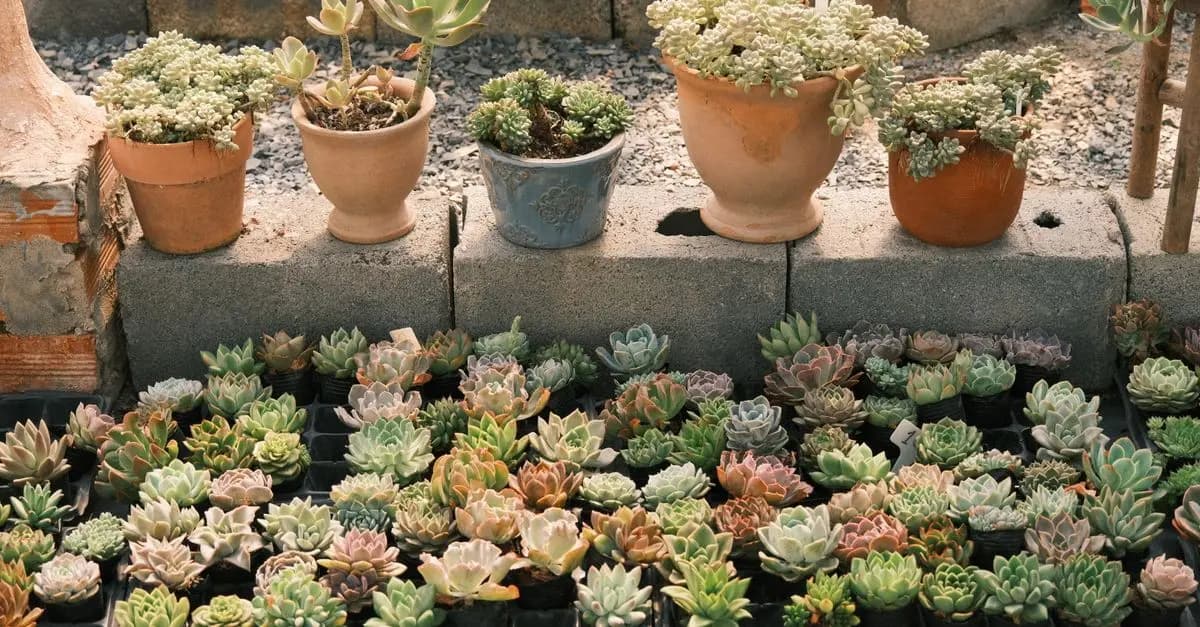 10 plantas resistentes que añadir a tu jardín