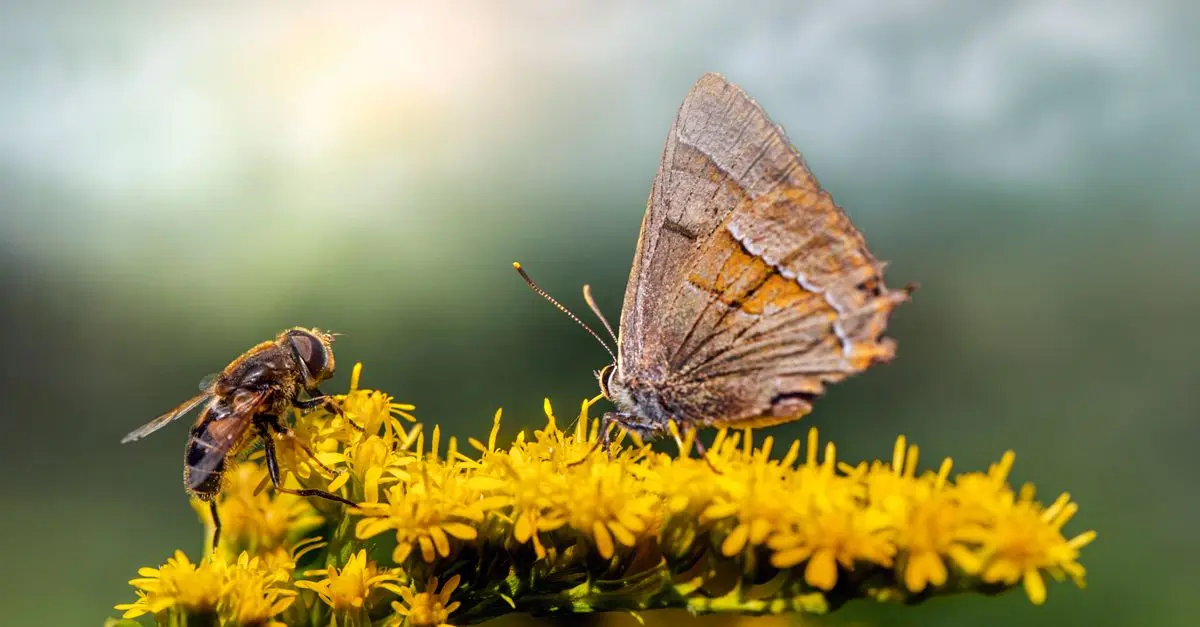 Las mejores flores para atraer polinizadores a tu jardín