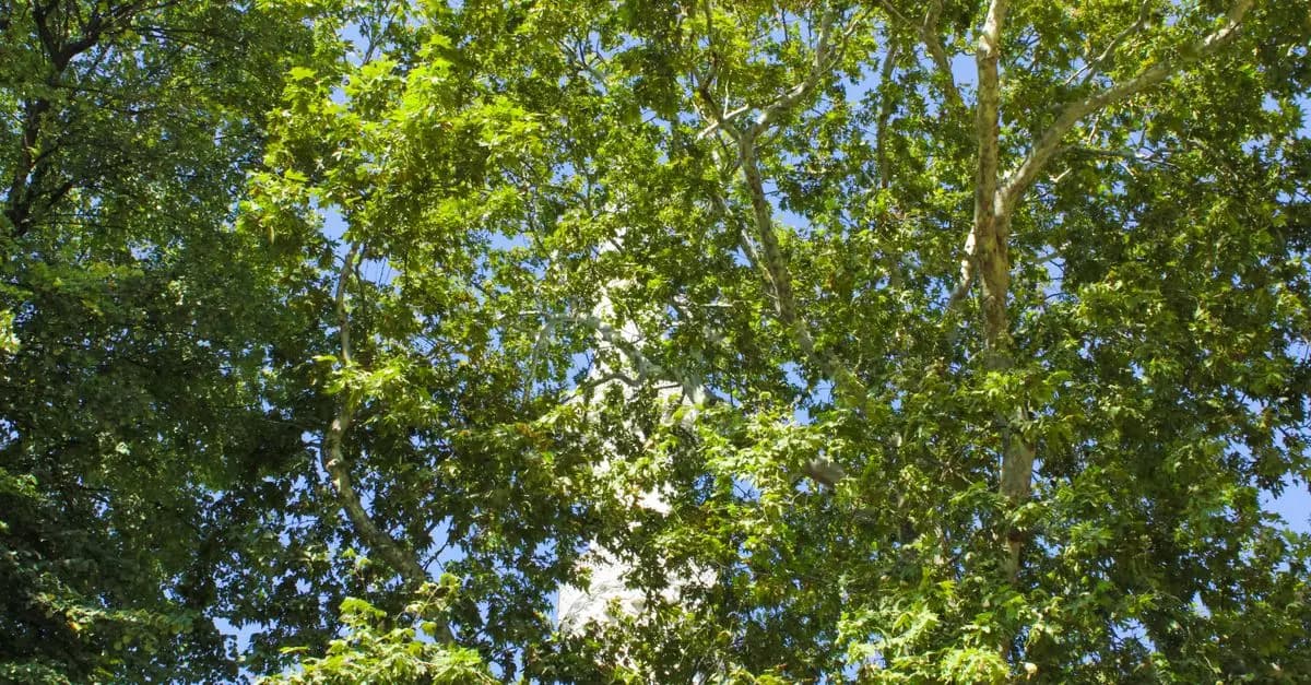 Cómo diseñar un jardín sostenible: pasos y consejos clave