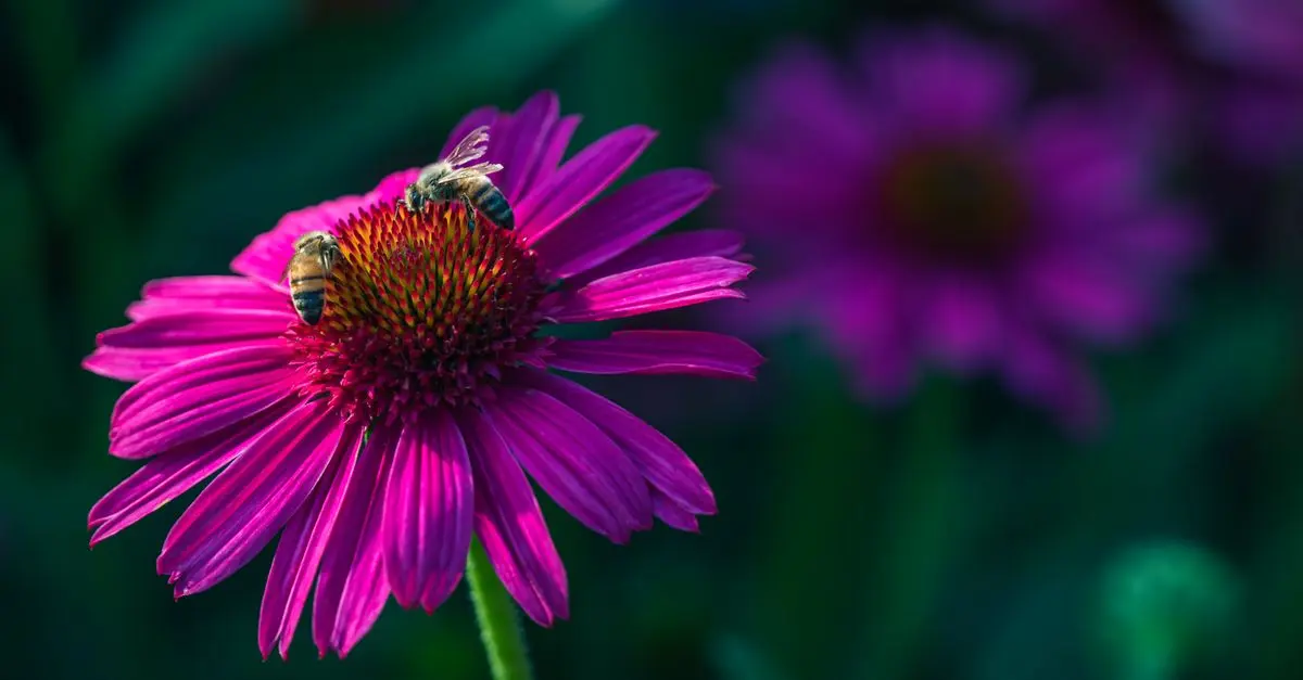 Cómo elegir las mejores flores para tu jardín sustentable