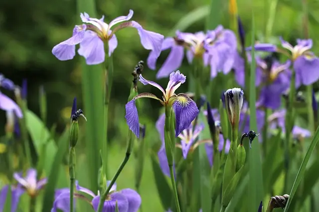 Cómo crear un jardín sostenible: consejos y pasos clave