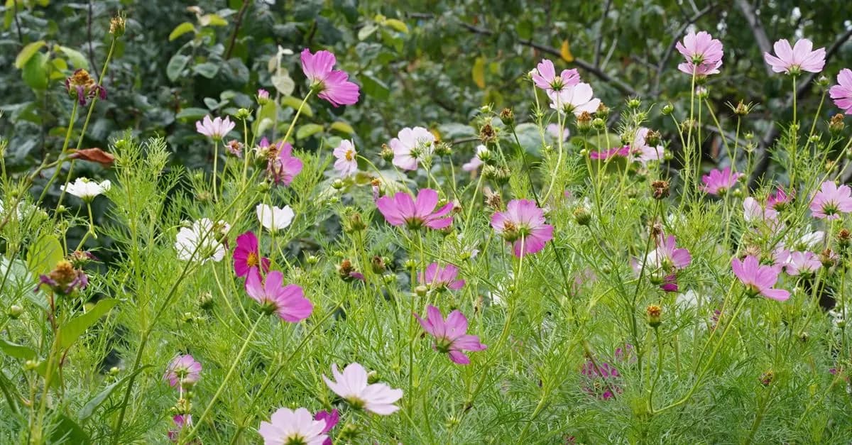 Cómo crear un jardín de flores silvestres: guía práctica