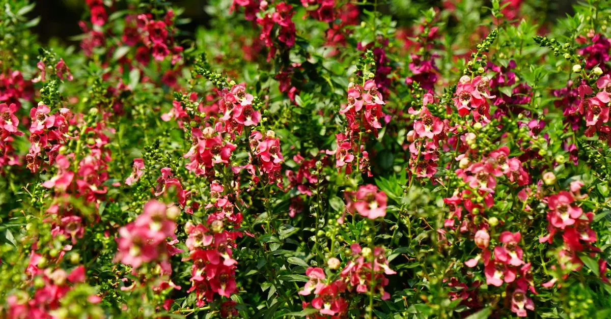 Cómo integrar flores silvestres en tu jardín: guía práctica