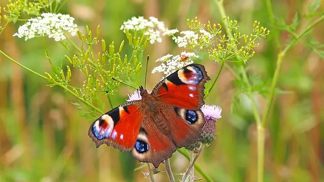 Cómo elegir las mejores flores para atraer polinizadores a tu jardín