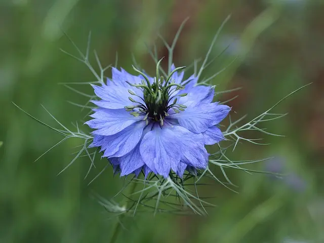 10 consejos para cultivar flores silvestres en tu jardín