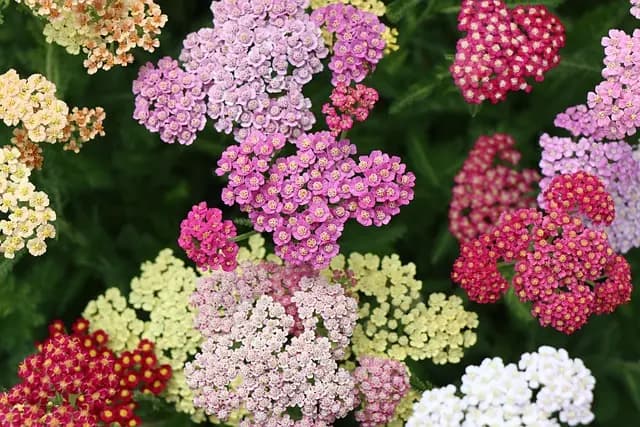 Cómo cultivar un jardín florido en climas cálidos