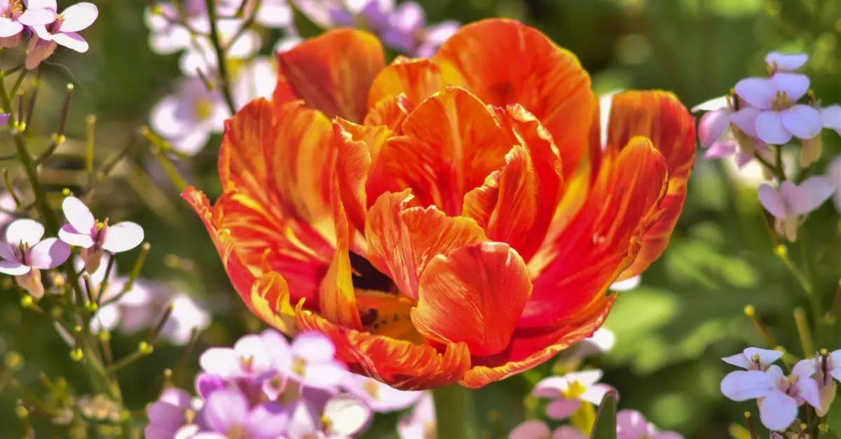 Cómo elegir las flores ideales para tu jardín: consejos imprescindibles