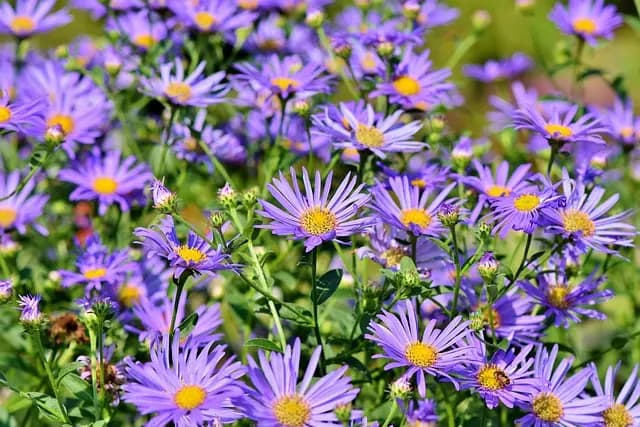 Cómo cultivar un jardín de flores silvestres: guía paso a paso