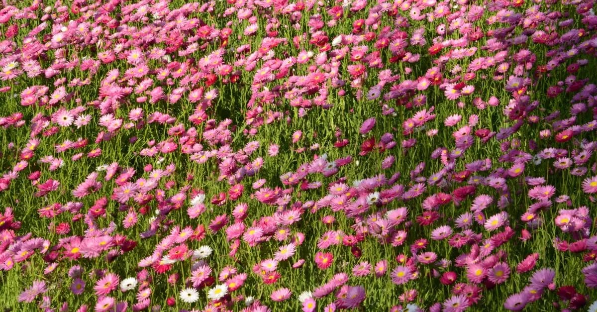 Beneficios de cultivar flores silvestres en tu jardín