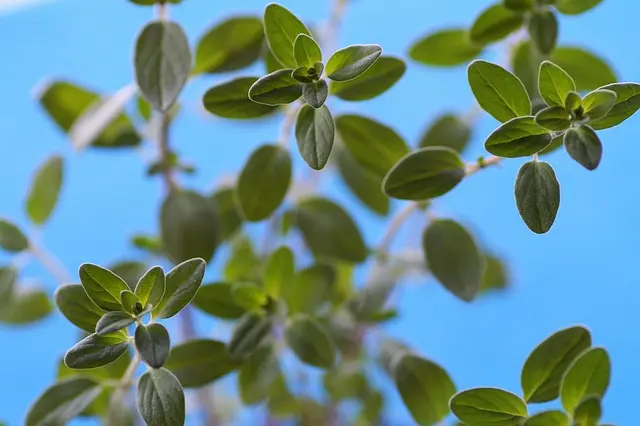 Cómo cultivar y cuidar plantas aromáticas en tu jardín