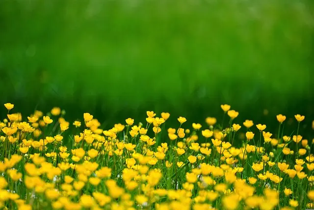 Guía completa para cultivar flores silvestres en tu jardín