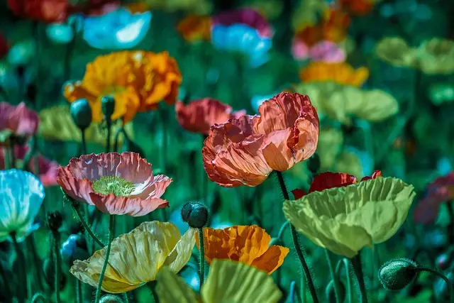 Cómo cultivar un jardín de flores silvestres: guía práctica