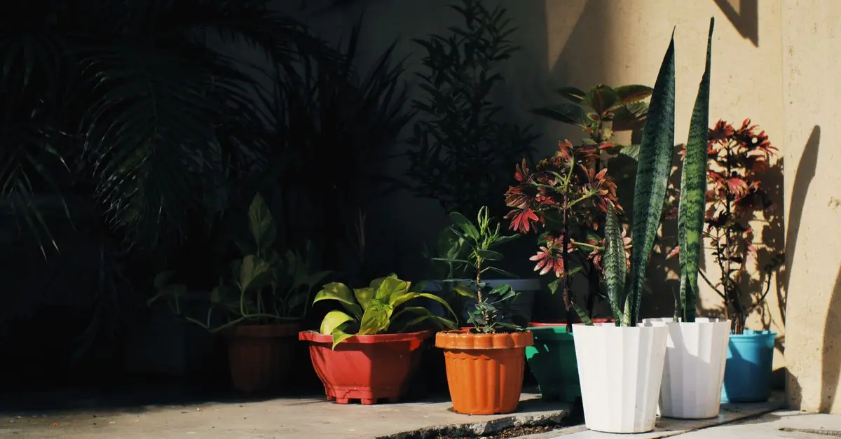 Las mejores plantas para un jardín con poca luz
