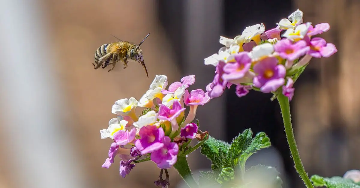 Guía completa sobre la biodiversidad en tu jardín
