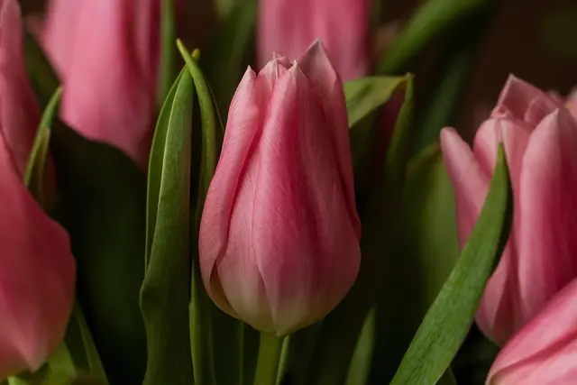 Cómo seleccionar plantas resistentes para tu jardín