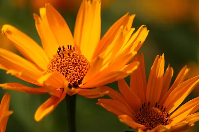 Cómo crear un jardín de flores silvestres: guía completa