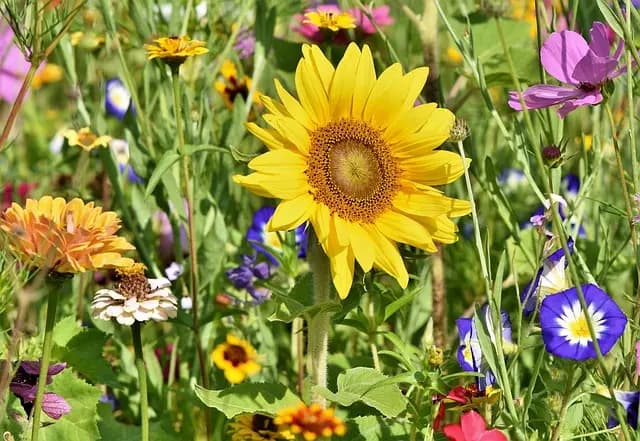 Cómo integrar flores silvestres en tu jardín: guía práctica