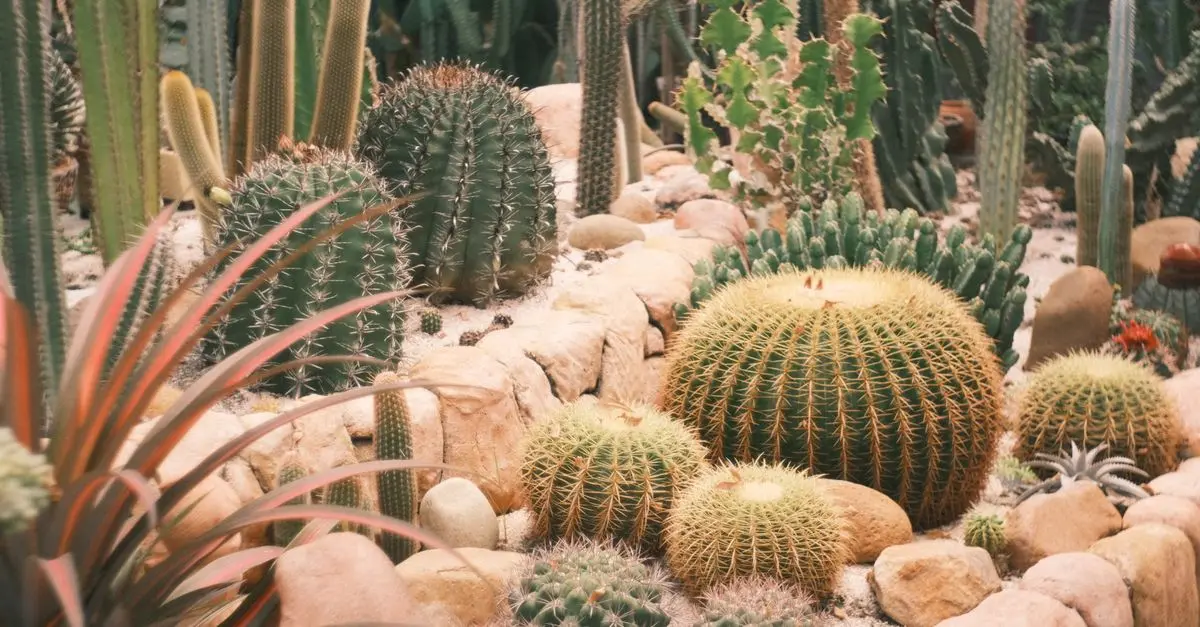 Transformar tu jardín con el paisajismo xeriscape