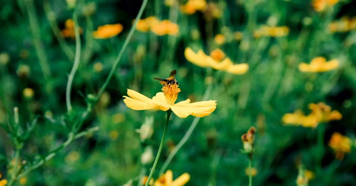 Cómo cultivar un jardín de flores silvestres: guía paso a paso