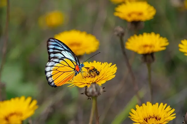 Guía para cultivar flores silvestres en tu jardín