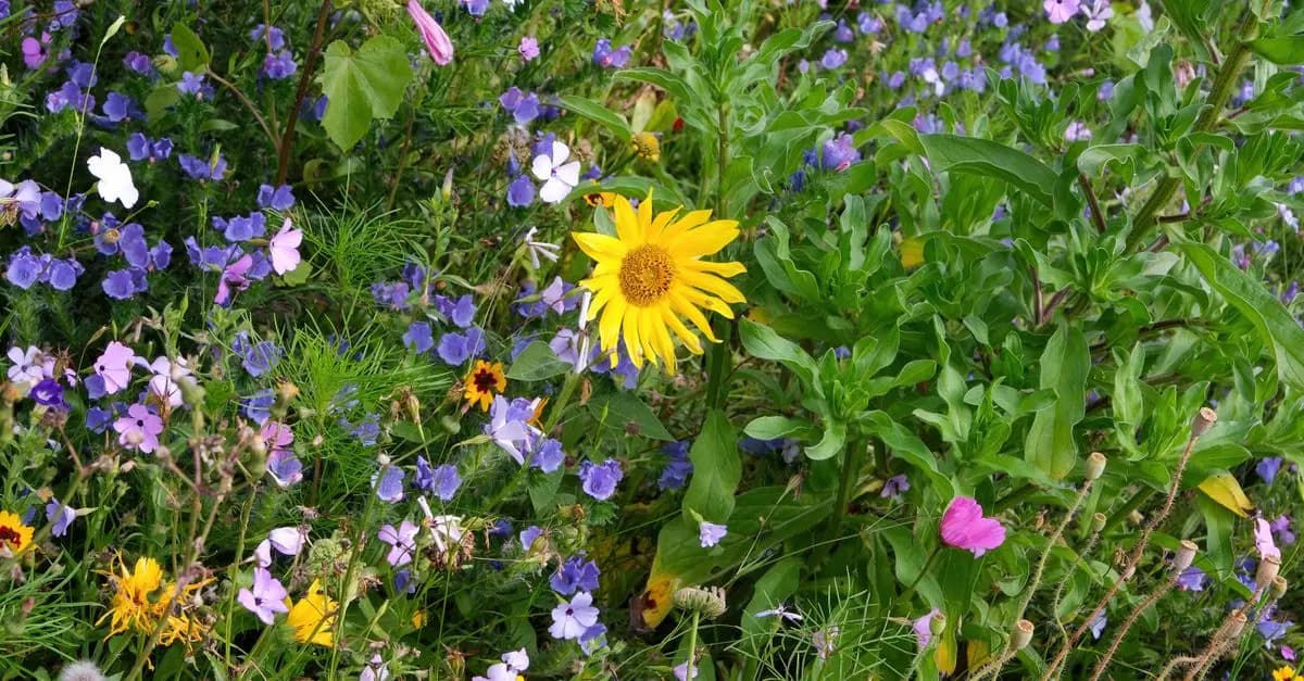 Guía completa para crear un jardín de flores silvestres